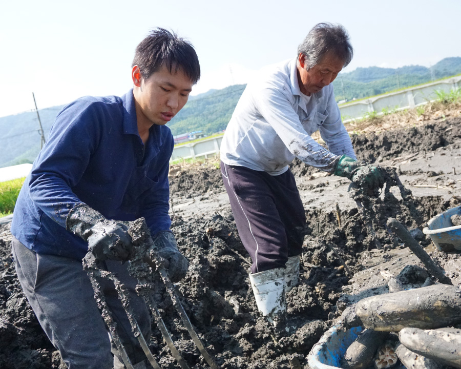 蓮根収穫の様子